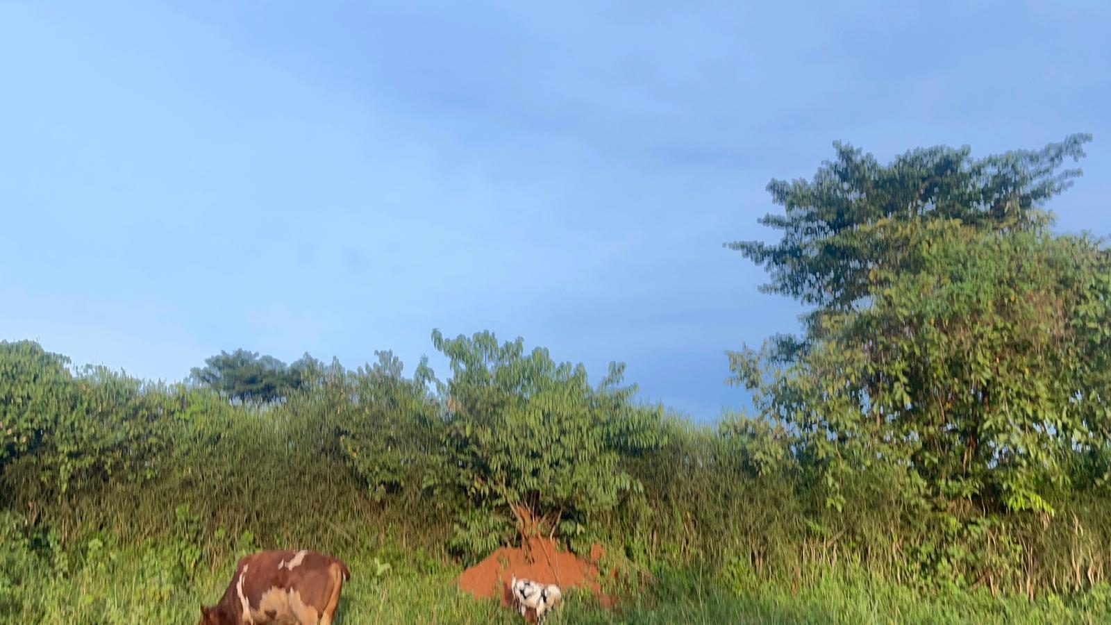 *1 Acre of land for sale – ngongolo, kajjansi entebbe road*