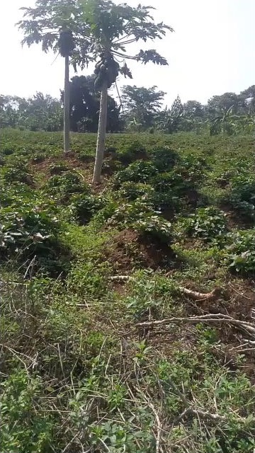 2 acres of land in Nakifuma Bukasa