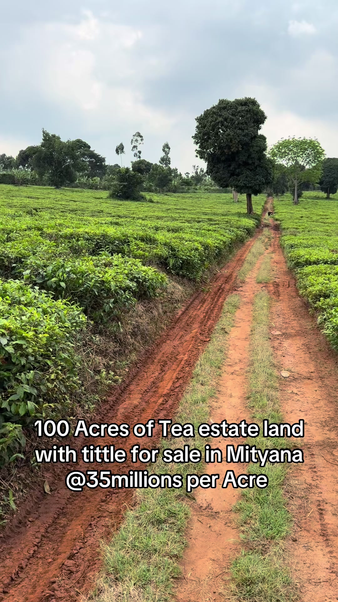 Land in Mityana