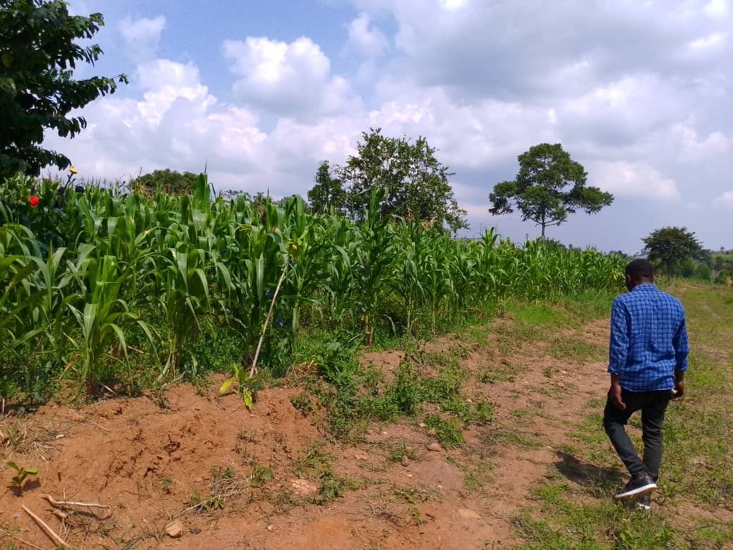 Land for sale in Kiwenda