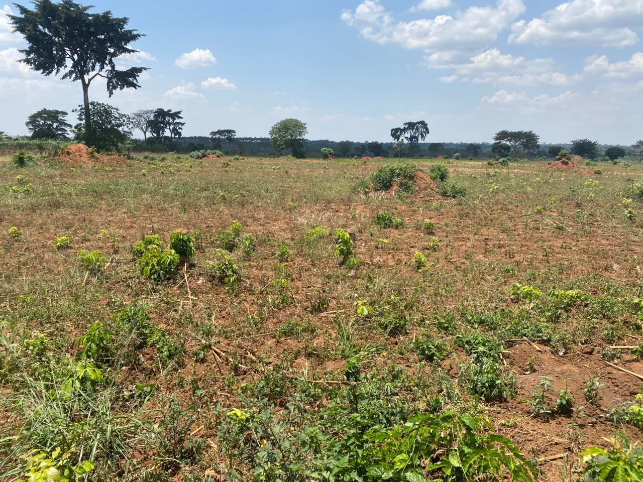 Land for sale in Kikyusa