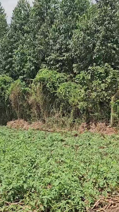 Land for sale in Kitende